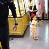 Toddler Baby Kids Safety Harness Cut Continuously Child Leash Anti Lost Wrist Link Traction Rope  New Hot